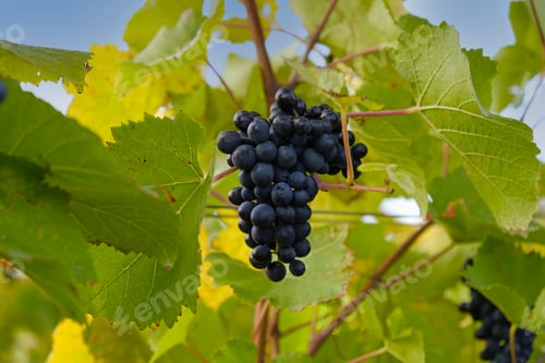 Preview: Clusters of ripe blue grapes on green and yellow autumn leaves of vineyard. Autumn grapes harvest