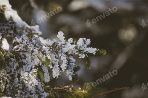 Preview: Spruce branch with snow