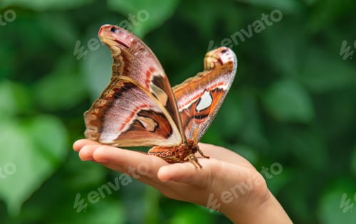 Preview: Child holds a butterfly on their hand. Coscinocera hercules. Selective focus.