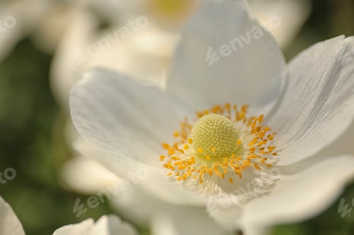 Preview: Beautiful blossoming Japanese anemone flower outdoors on spring day, closeup