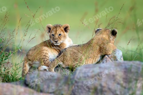 Preview: Lion cub