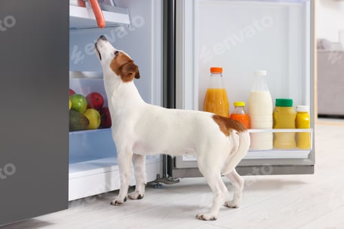 Preview: Cute Jack Russell Terrier trying to steal sausage from refrigerator indoors