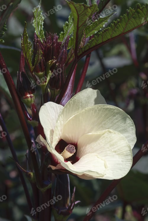 Preview: Okra (Abelmoschus Esculentus). Called Ladies' Fingers, Bhindi, Bamia, Ochro And Gumbo Also