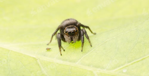 Preview: Jumping Spider on a Leaf, Extreme Close Up