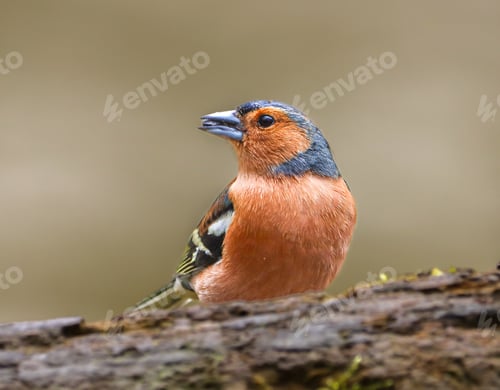 Preview: Closeup of a Chaffinch perched on a branch