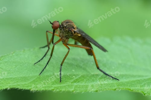 Preview: Closeup on a European dancefly, Empis livida, sitting on a green leaf in the garden