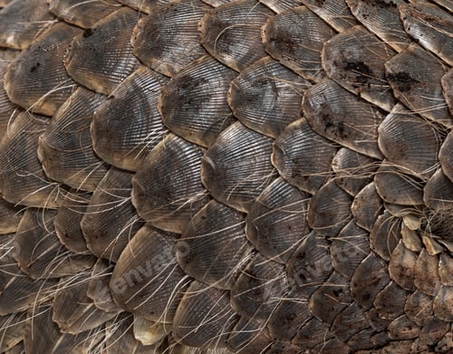 Preview: ten months old pangopup, Chinese pangolins, Manis pentadactyla, isolated on white