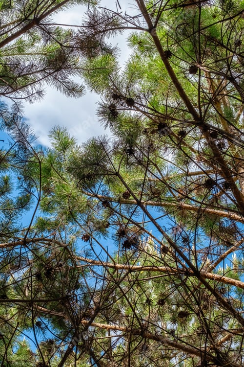 Preview: Looking up in the coniferous forest.