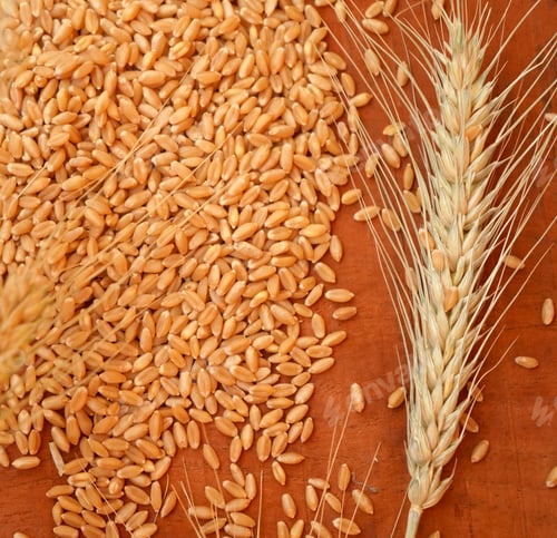 Preview: Ear of wheat and wheat grain on wooden table, Healthy food concept.