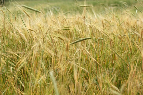 Preview: wheat field