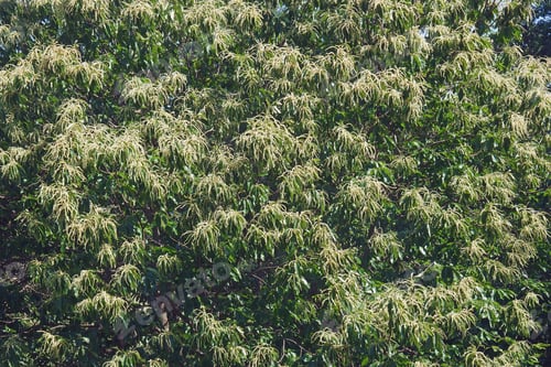Preview: American Chestnut (Castanea Dentata)