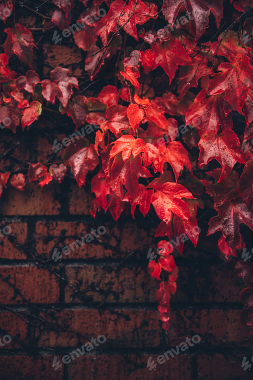 Preview: Ivy leaves, autumn background concept