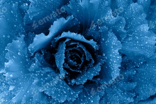 Preview: Ornamental decorative flowering cabbage covered with a morning dew colored in blue.