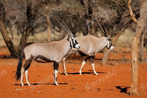 Preview: Gemsbok antelopes in natural habitat