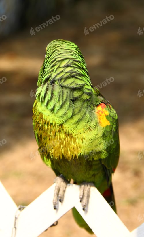 Preview: parrot look back