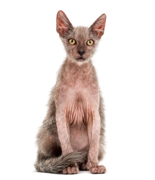 Preview: Kitten Lykoi cat, 3 months old, also called the Werewolf cat sitting against white background