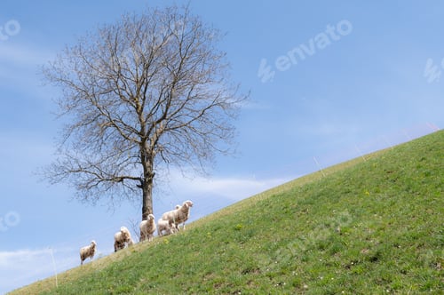 Preview: Small flock of sheep near a plant