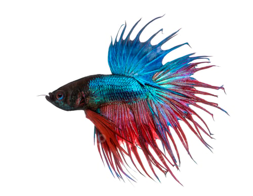Preview: Side view of a Siamese fighting fish, Betta splendens, isolated on white
