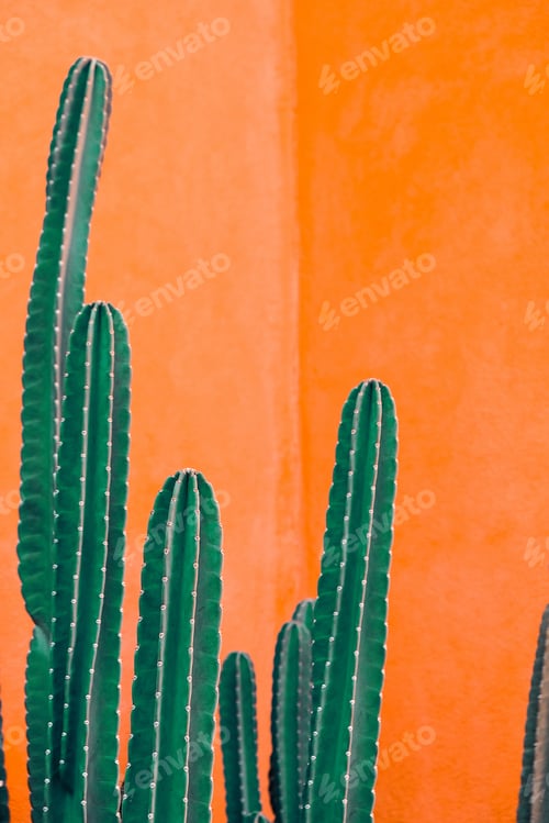 Vista previa: imagen de cactus verde sobre fondo naranja.