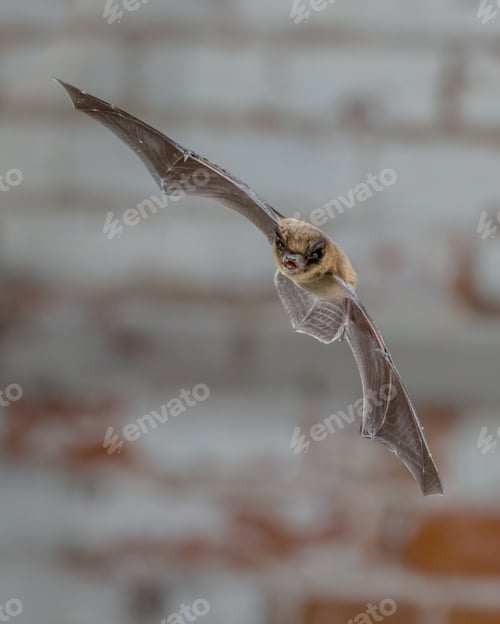 Preview: Flying Pipistrelle in front of white brick wall