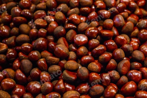 Preview: Chestnut fruit of autumn brown. Full frame of fresh harvested chestnuts