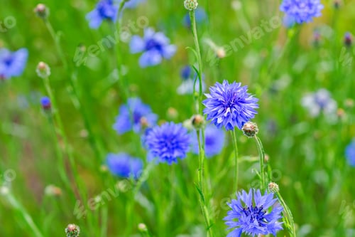 Preview: Blue cornflower flowers blooming in green meadow with soft blurred natural summer background