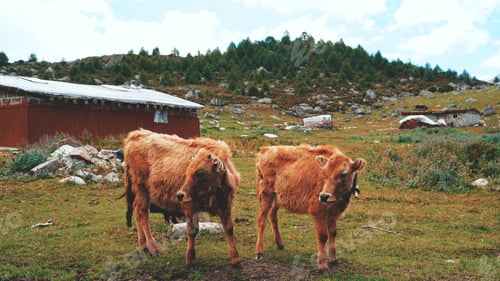 Preview: Two OX