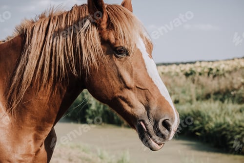 Preview: selective focus of beautiful brown horse grazing on meadow in countryside