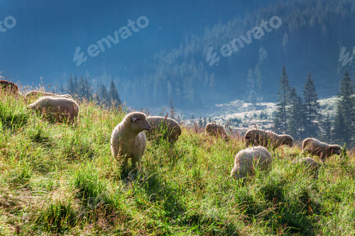 Preview: Clouse up of grazing herd of sheep in Tatras, Poland