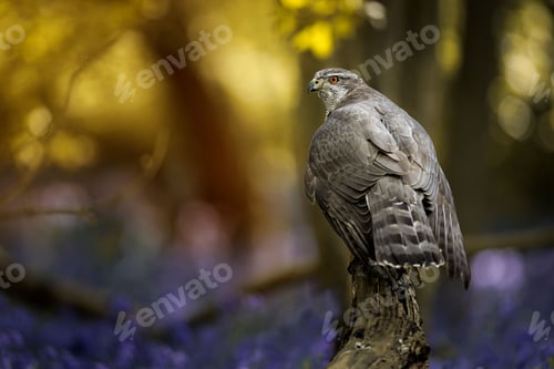 Preview: Closeup of a northern goshawk perched on a tree branch.