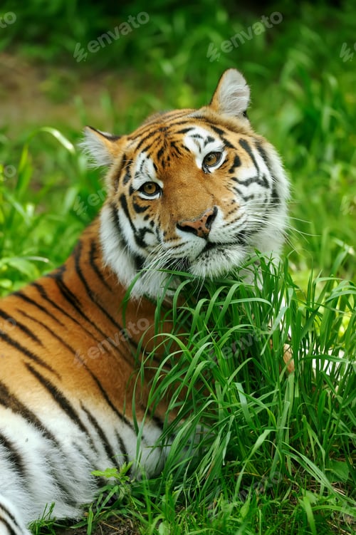 Preview: Tiger