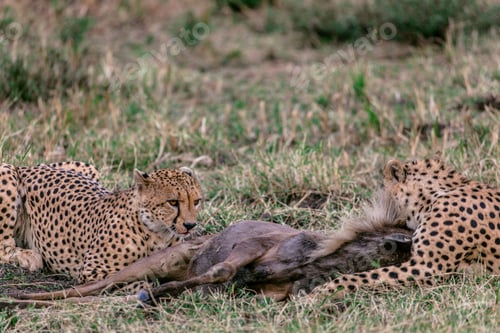 Preview: Cheetah Wildlife Wild Animas Maasai Mara National Game Reserve Kenya