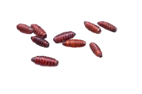 Preview: brown pupae of fly larvae on a white isolated background