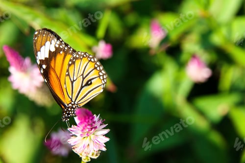 Preview: Danaus genutia butterfly on flowers