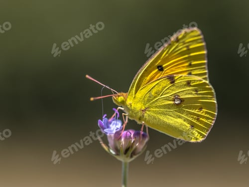 Preview: Clouded Yellow butterfly feeding on nectar