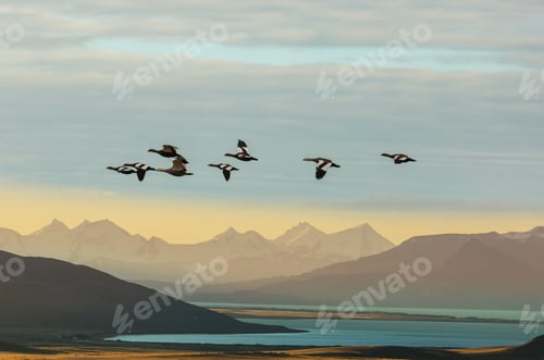 Preview: Birds in Patagonia