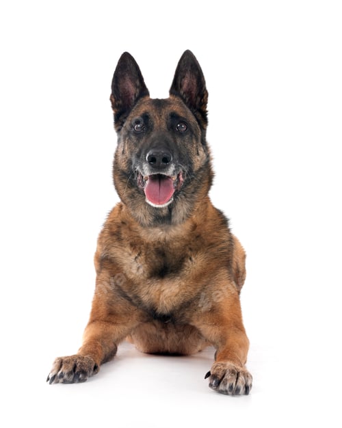 Preview: malinois in studio