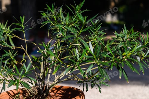 Preview: Rome, Italy. Outdoor clay pot with a plant in the Park.