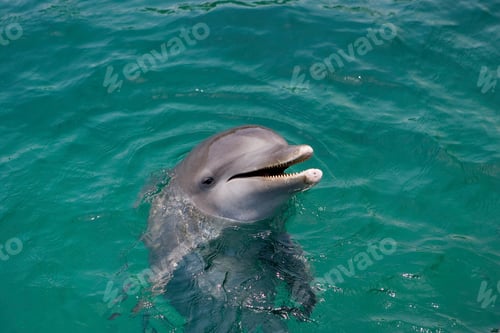 Preview: Atlantic bottlenose dolphin looking out from water