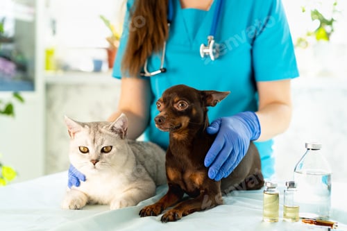 Preview: Veterinarian with cat and dog close-up, unique job, working, job