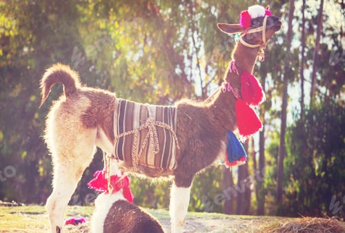 Preview: Llama