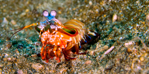 Preview: Mantis Shrimp, Lembeh, Indonesia