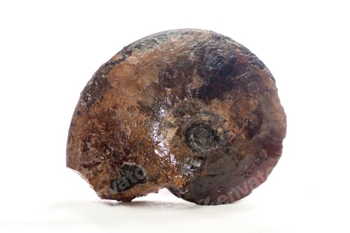 Preview: ammonite shell fossil