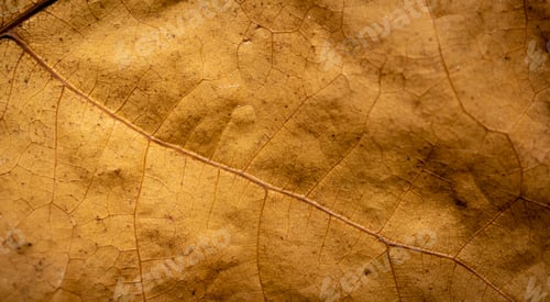 Preview: dry brown leaf macro photo. background or texture