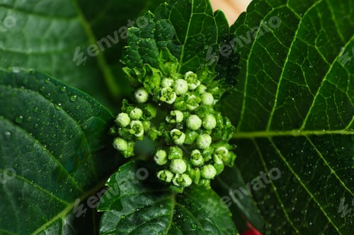Preview: Little flowers and leaves with water drops, close up