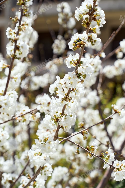Aperçu: Branches of a blossoming white tree. Close-up