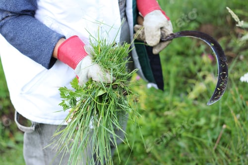 Preview: A woman holding a sickle, gardening