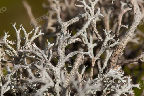Preview: Iceland moss
