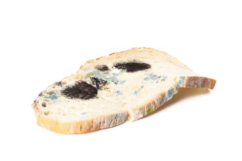 Preview: Bread with mold, isolated on white background