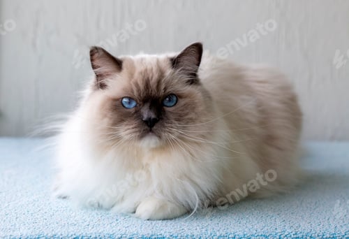 Preview: Cute pet ragdoll cat. Pet animal.